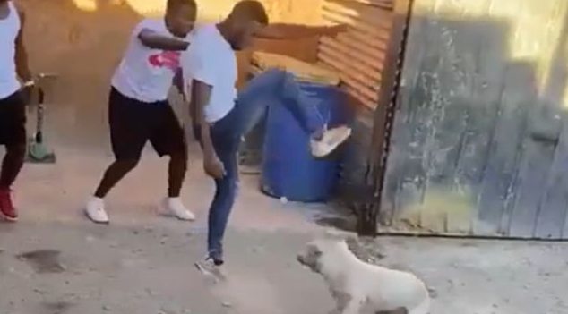 INMIGRANTES COLOMBIANOS GOLPEAN Y APUÑALAN A UN PERRO EN COPIAPÓ: FISCALÍA ABRIÓ INVESTIGACIÓN INMIGRANTES COLOMBIANOS GOLPEAN Y APUÑALAN A UN PERRO EN COPIAPÓ: FISCALÍA ABRIÓ INVESTIGACIÓN